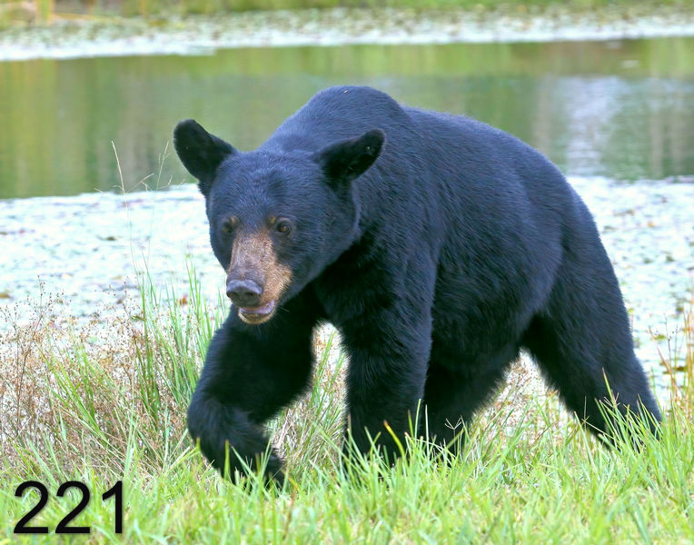 221black bear 7-21-09 4d304ps-nx14l.jpg