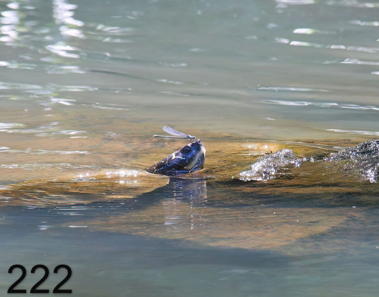 222turtle-(miss.map) 6-3-08 4d924x14l.jpg