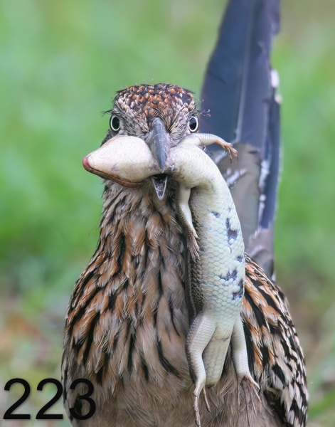 223roadrunner-(greater) 7-28-09 4d497psnx14lt.jpg