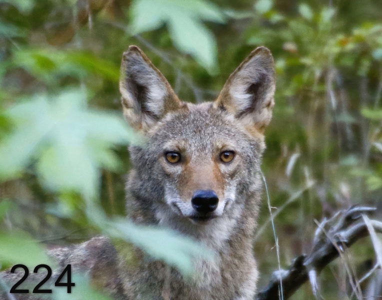 224coyote 10-5-17-732x14l.jpg