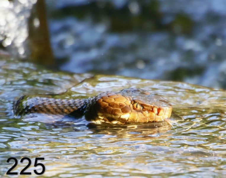 225cottonmouth 6-25-17-661x14l.jpg