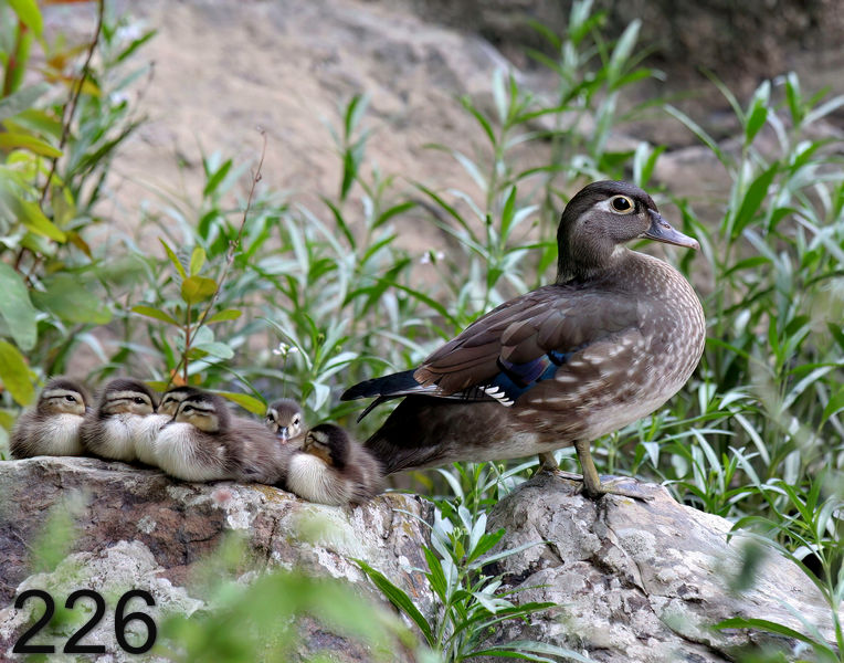 226wood-ducks (young)  5-21-06 cl1x14l.jpg