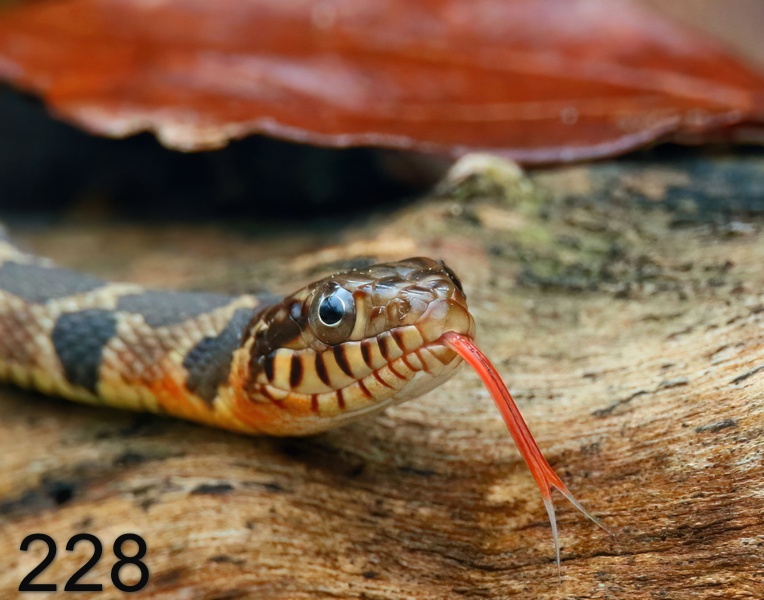 228yellow-bellied watersnake 3-28-18-429x14l.jpg