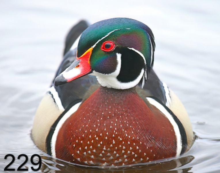 229wood-duck 3-15-08 4c616x14l.jpg