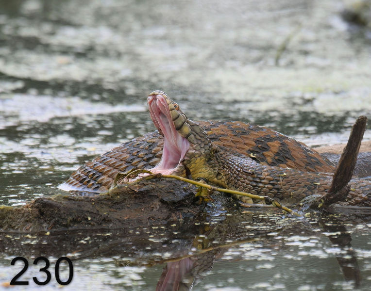230watersnake-(diamond-back) 5-23-08 4d744x14l.jpg