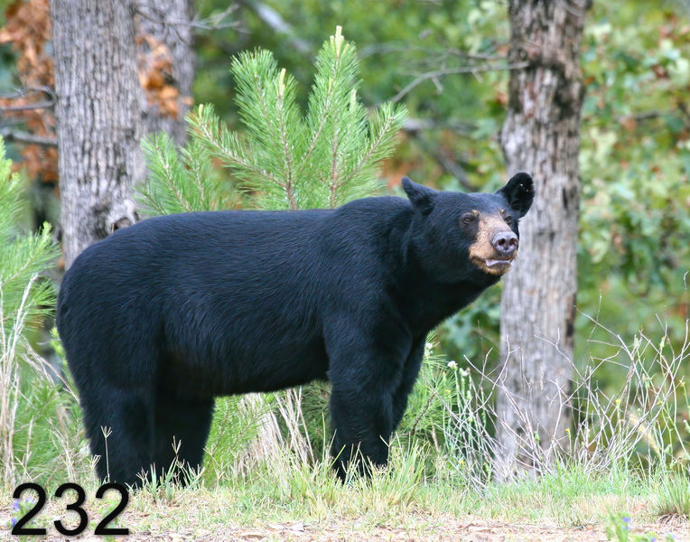 232black bear 7-21-09 4d543ps-nx14l.jpg