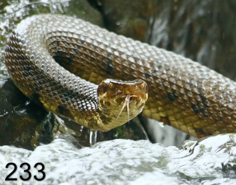 233cottonmouth 7-1-17-663x14l.jpg