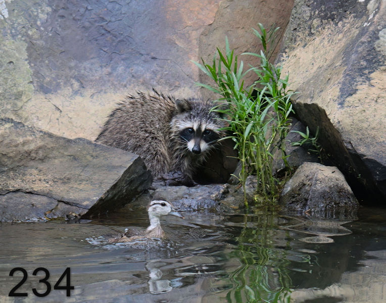 234wood-duck-raccoon 7-10-08 4d269x14l.jpg