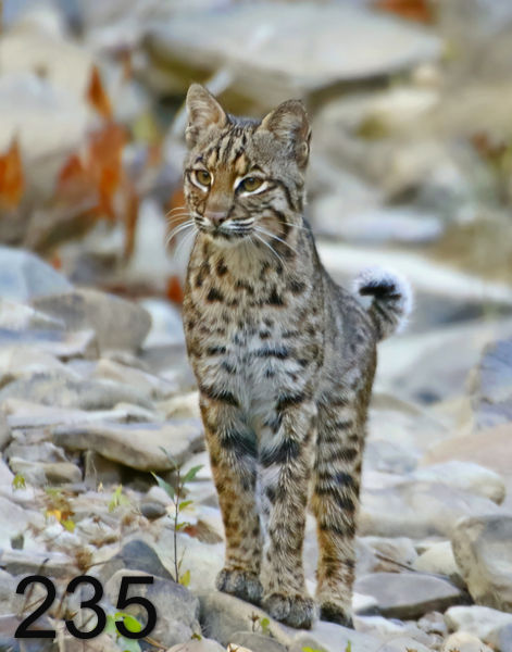 235bob-kitty 10-16-17-041x14ltp.jpg