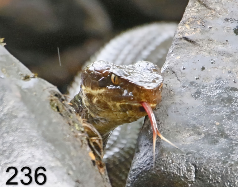 236cottonmouth 7-1-17-879x14l.jpg