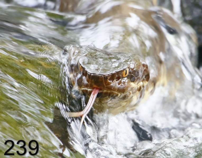 239cottonmouth 7-2-17-788x14l.jpg