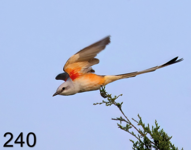 240scissor-tailed flycatcher 4-19-18-436x14l.jpg