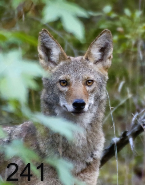 241coyote 10-5-17-732x14lt-.jpg
