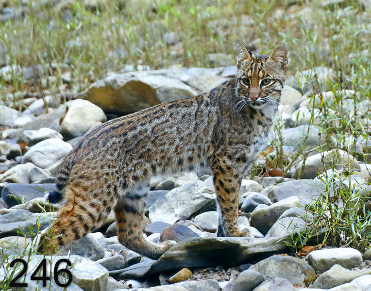 246bob-kitty 10-10-17-303x14lp.jpg