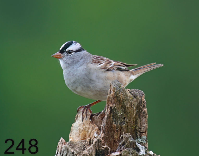248white-crowned sparrow 5-1-08 4c945x14l.jpg