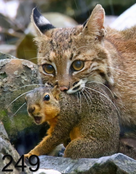 249bobcat 7-1-18-328x14lt.jpg