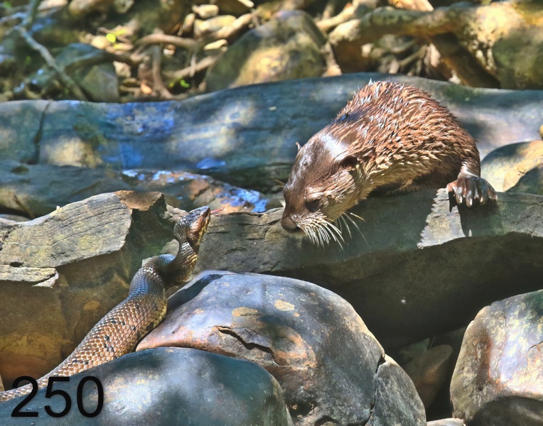 250cottonmouth-otter 7-6-18-491x14l.jpg