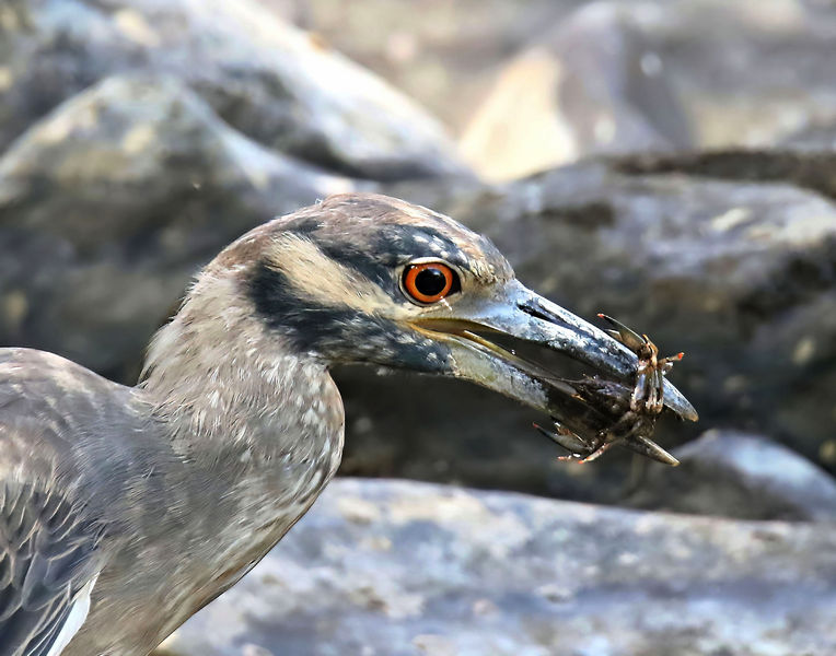 251yellow-crowned night heron 9-19-19-453f-14l.jpg