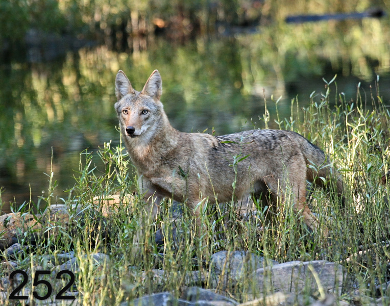 252coyote 10-13-07 4c5x14l.jpg