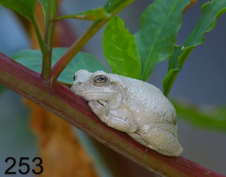 253gray treefrog 8-1-08 4d508x14l.jpg