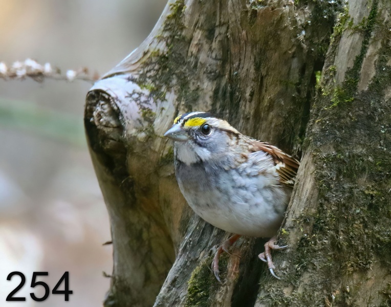 254white-throated sparrow 12-25-18-304x14l.jpg