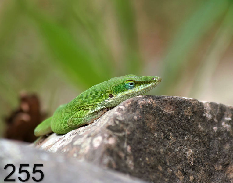 255lizard (green anole)  4-11-06 cl2x14l.jpg