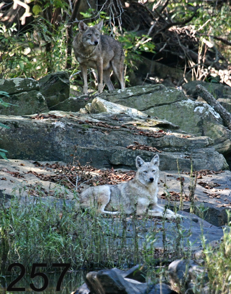 257coyote 10-13-07 4c2x14l.jpg