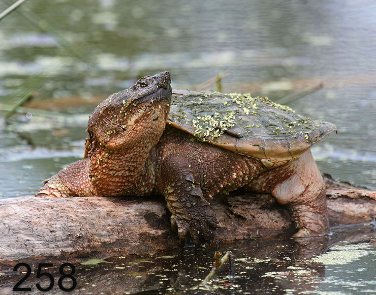 258turtle-(eastern snapper) 5-9-08 4c466x14l.jpg
