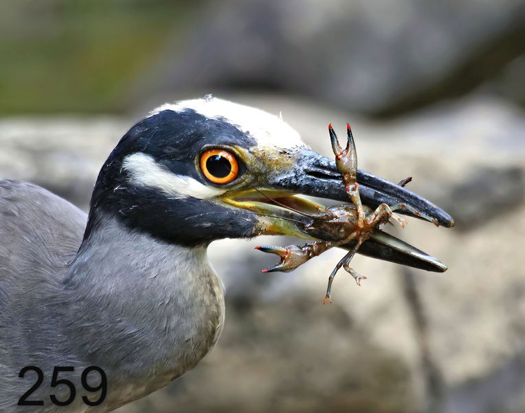 259yellow-crowned night heron 6-29-16-312f-14l.jpg