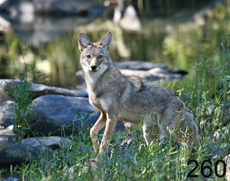 260coyote 10-10-07 4c2x14l.jpg