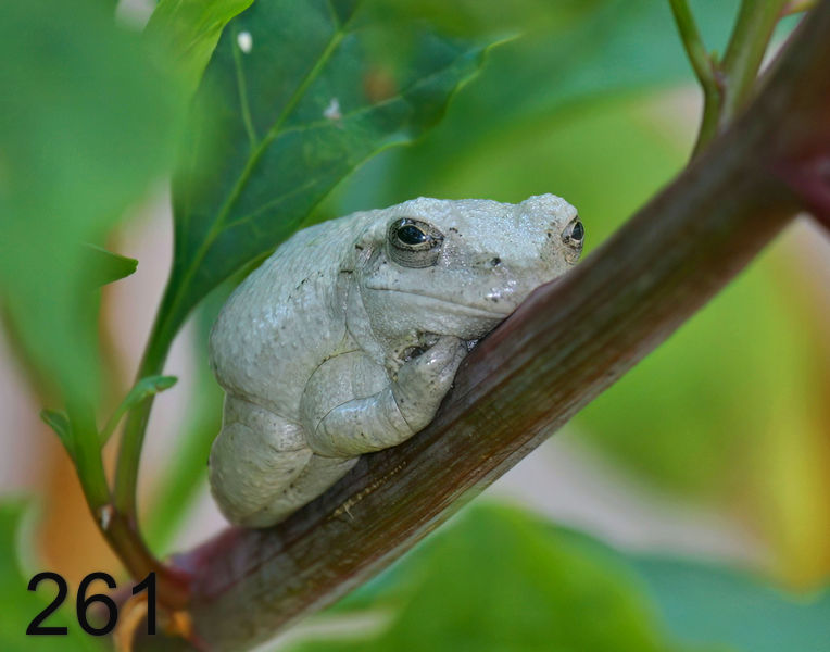 261gray treefrog 8-1-08 4d510x14l.jpg