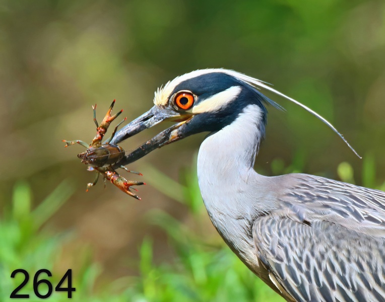 264yellow-crowned night heron 5-22-18-414x14ll.jpg