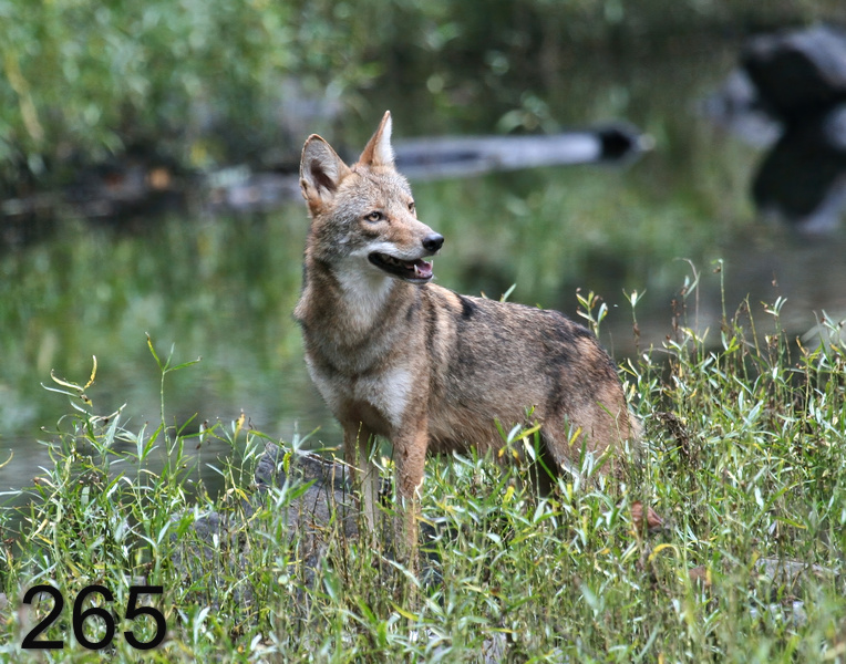265coyote 10-6-07 4c13x14l.jpg
