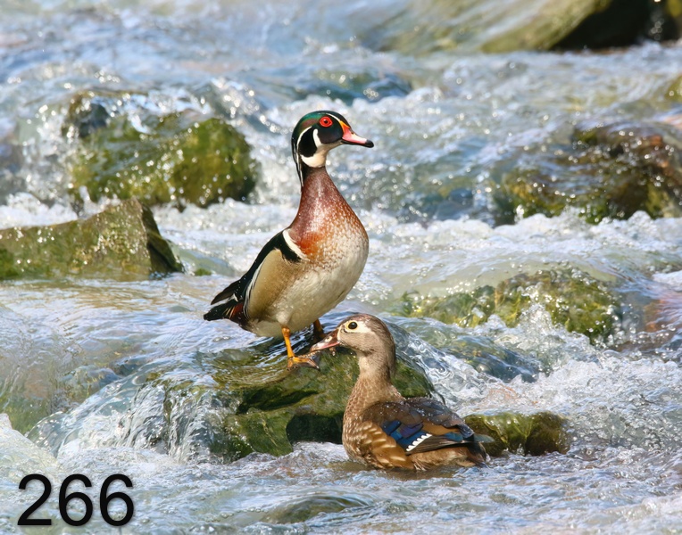 266wood ducks 4-11-18-586x14l.jpg