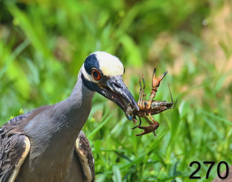 270yellow-crowned night heron 5-22-18-404x14l.jpg
