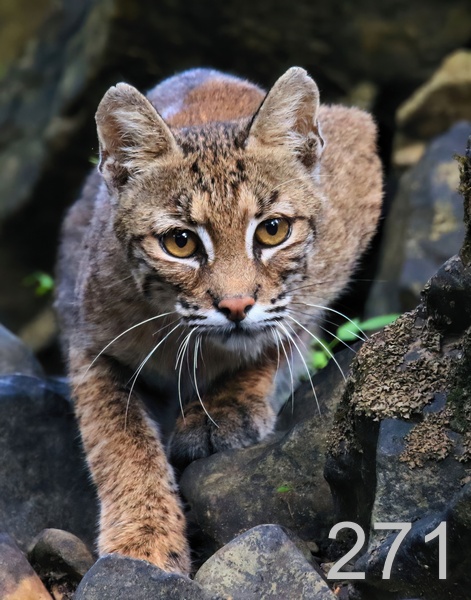 271bobcat 7-31-18-171x14lt.jpg