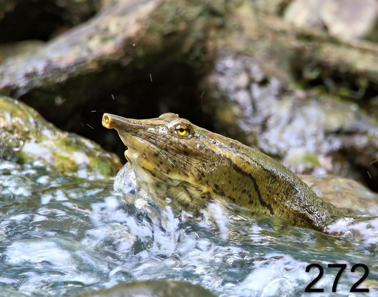 272spiny softshell 5-25-18-918x14l.jpg