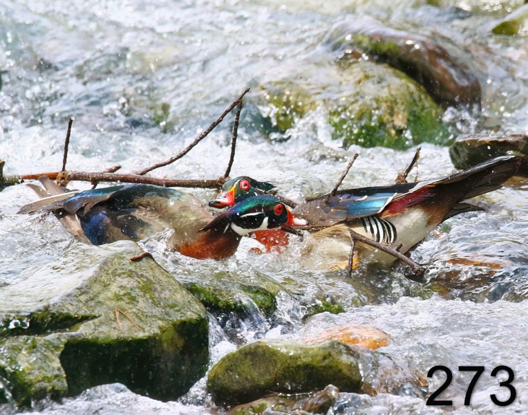 273wood ducks 4-26-18-344x14l.jpg