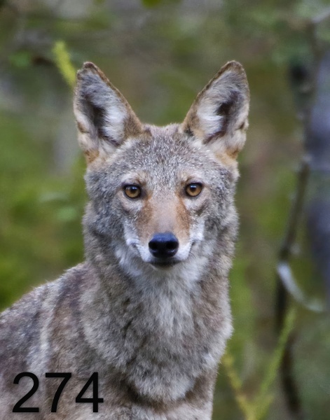 274coyote 10-5-17-746x14lt.jpg