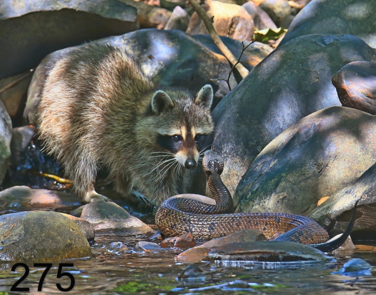 275cottonmouth-raccoon 6-26-18-884x14l.jpg