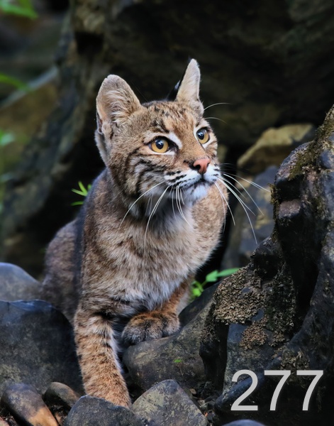 277bobcat 7-31-18-174x14lt.jpg