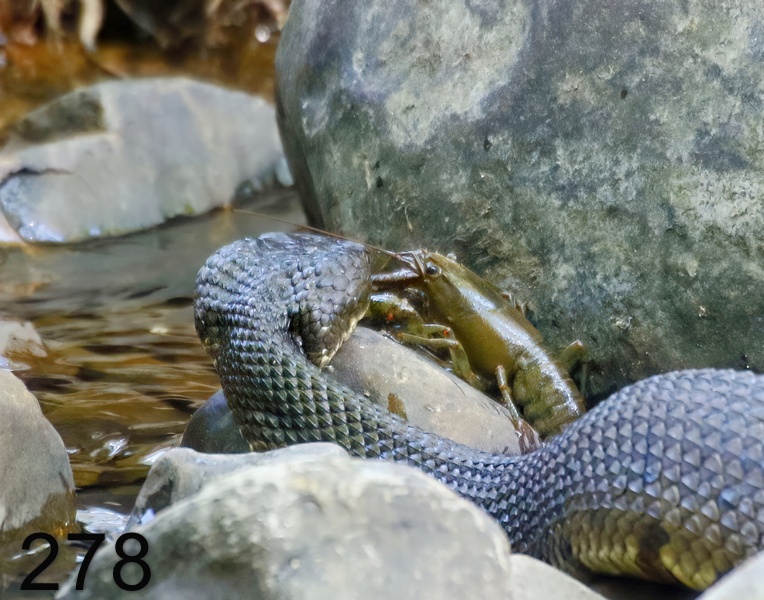 278cottonmouth-crawdad 6-10-17-985x14l.jpg