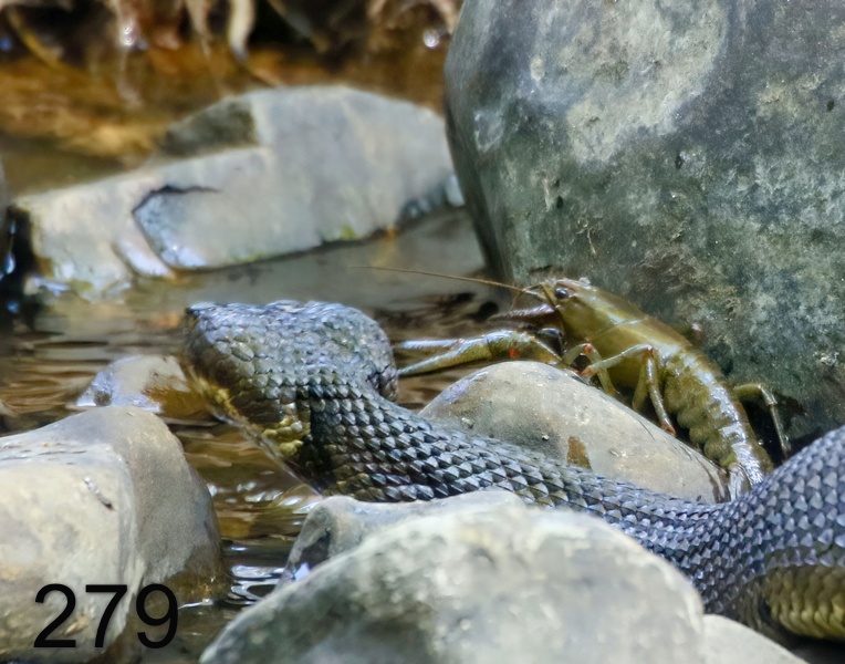 279cottonmouth-crawdad 6-10-17-987x14l.jpg