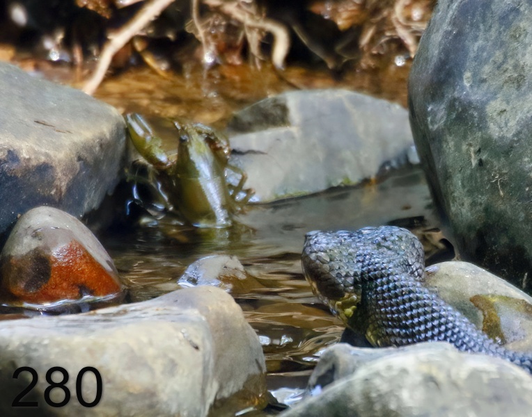 280cottonmouth-crawdad 6-10-17-993x14l.jpg