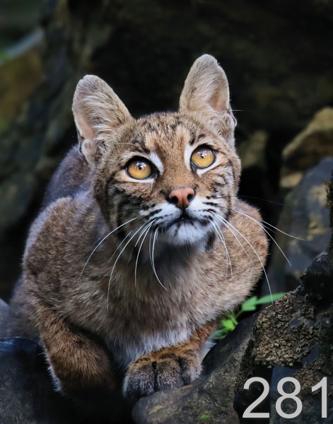 281bobcat 7-31-18-187x14lt.jpg