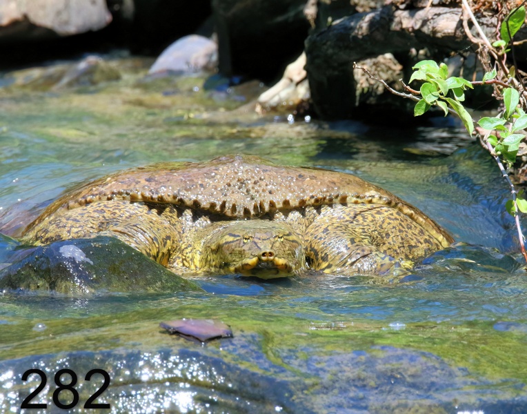 282spiny softshell 5-27-18-123x14l.jpg