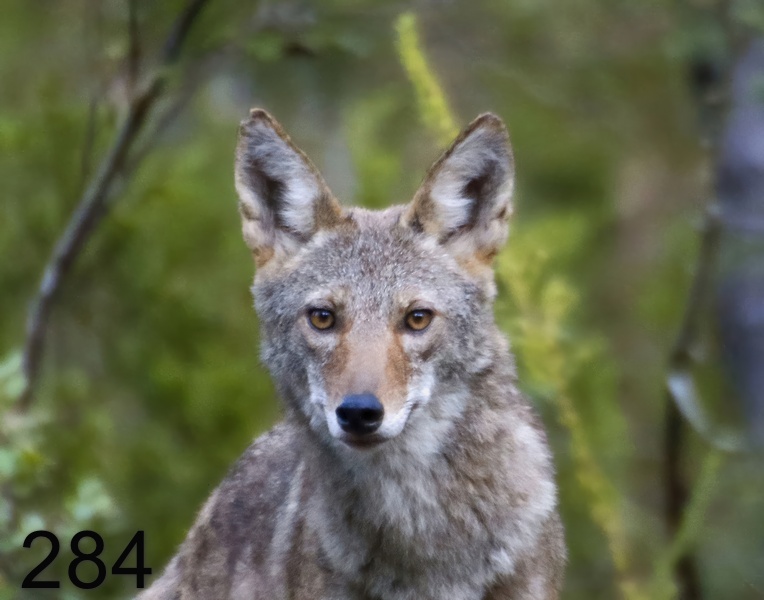 284coyote 10-5-17-761x14l-.jpg
