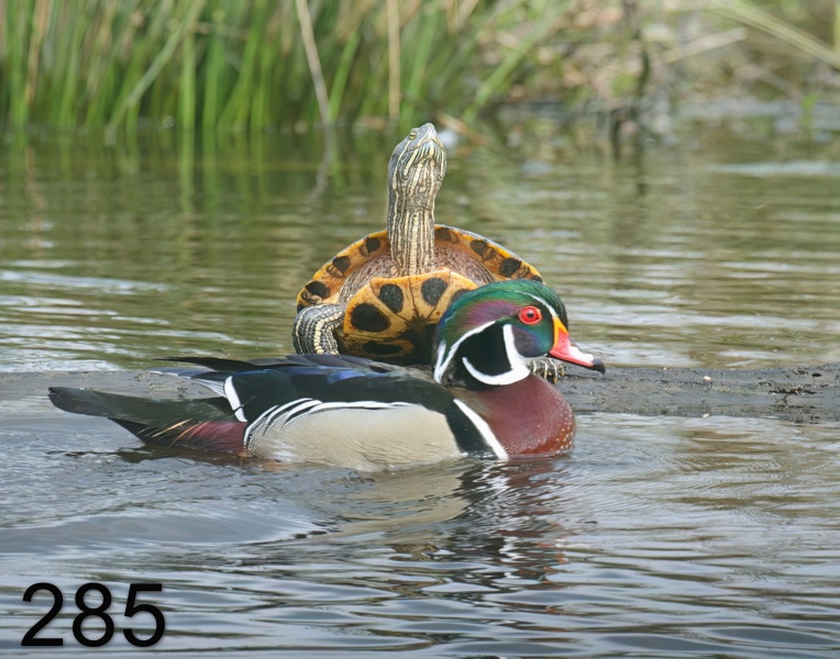 285wood-duck-slider 3-17-08 4c962x14l.jpg
