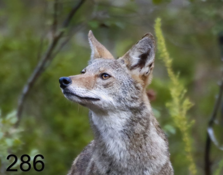 286coyote 10-5-17-765x14l-.jpg