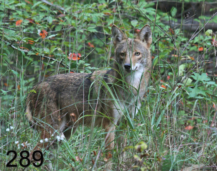 289coyote 10-6-07 4c3x14l.jpg